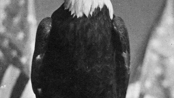 The bird shown above accompanied Chippewa Valley soldiers into the Civil War, was named after Abraham Lincoln and became a mascot for much of the Northern Army. What has your bird done?