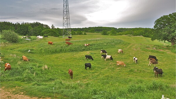 Look closely: Behnd the cows, you may notice the bottom of a windmill.