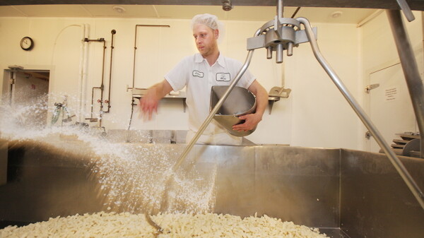 A worker at Castle Rock Organic Farms making cheese curds for all of your enjoyment.
