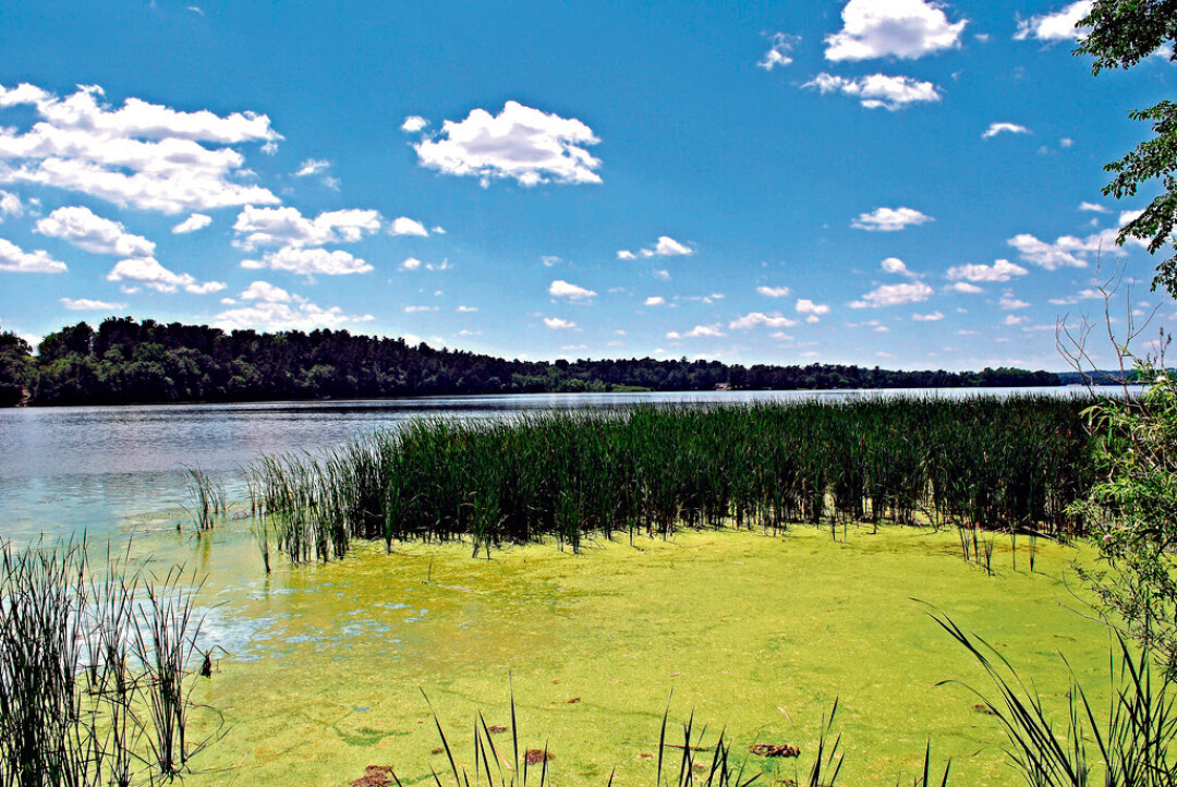 Slimy algae blooms are a common sight on the lake.