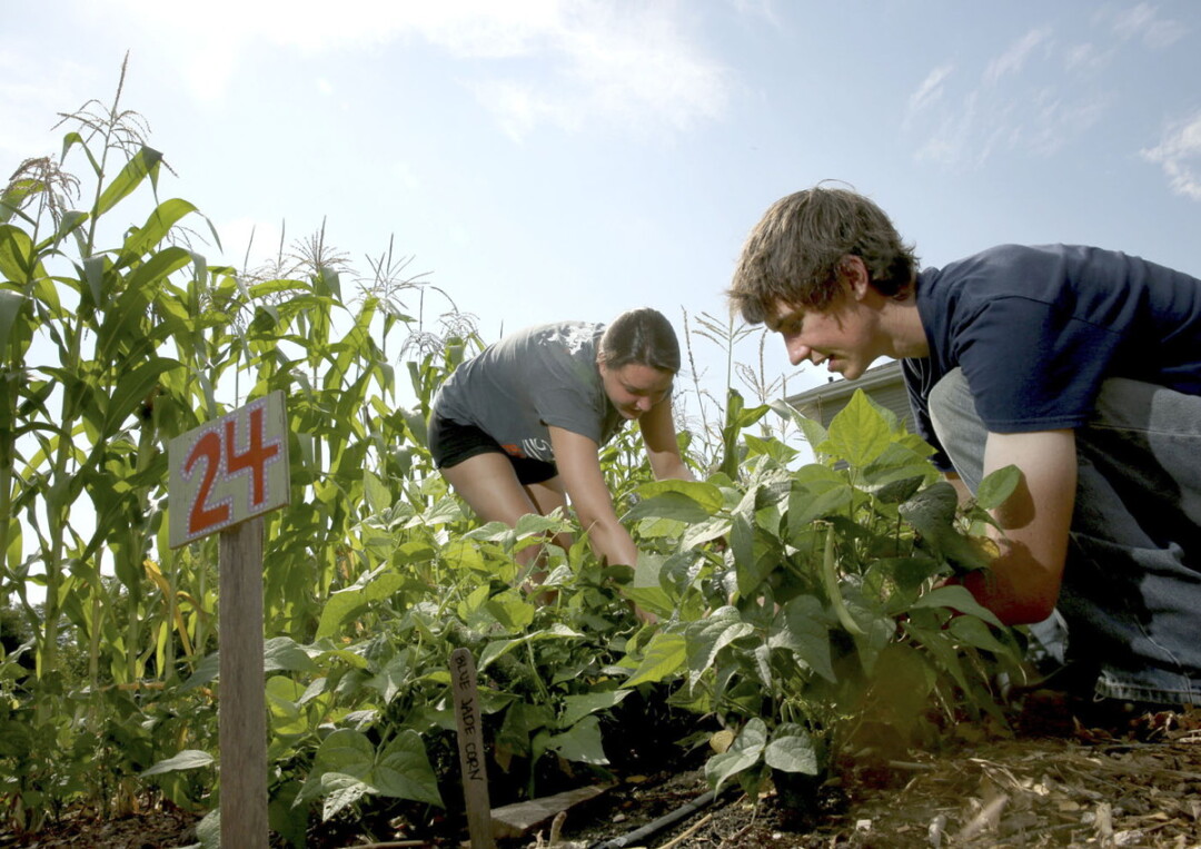 WHEN IN DOUBT, GROW AND SPROUT. UW-Stout students Katie Ankowicz, left, and Connor Hobart work in the Campus Garden, otherwise aptly known as UW-Sprout. The produce is delivered to shareholders.