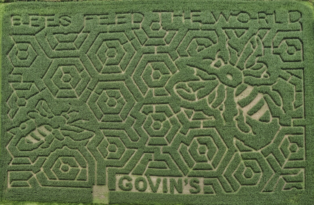 Govin's Maze for 2017