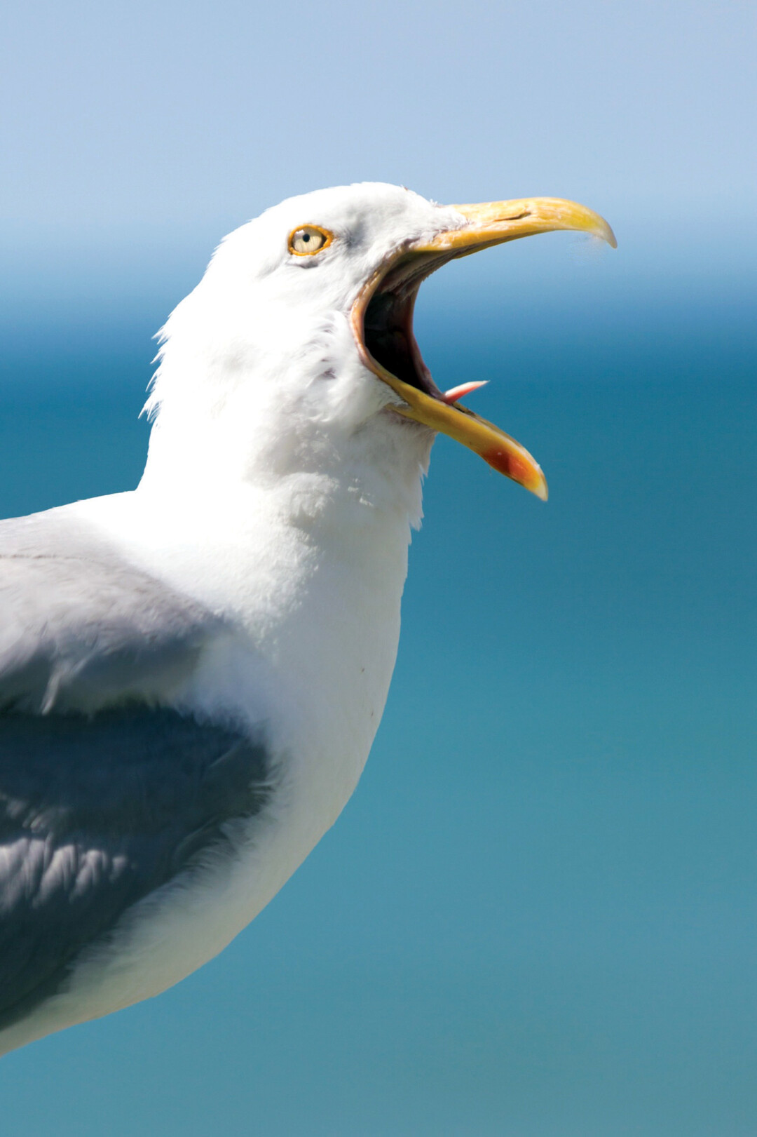 A seagull (shown here screeching).
