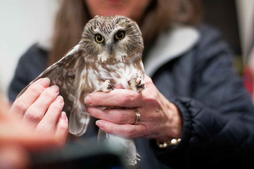 HOO THINKS WE SHOULD JUST WING IT? Northern Saw-whet Owl migration is underway and the Beaver Creek Bird Banders are once again opening the banding station at Beaver Creek Reserve, allowing you to see the charismatic night flyers. The first session was held Oct. 12. A second session is planned for Oct. 20.