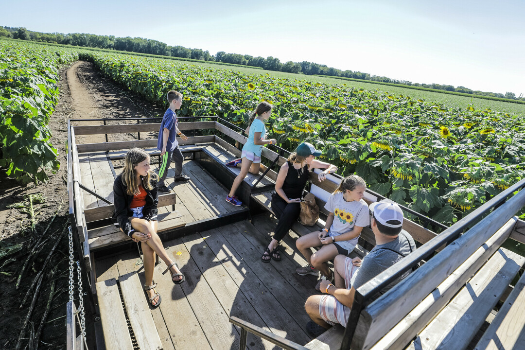 SUNNY SIDE UP. Jaquish Farms is hosting their sunflower maze the last weekend of August and th