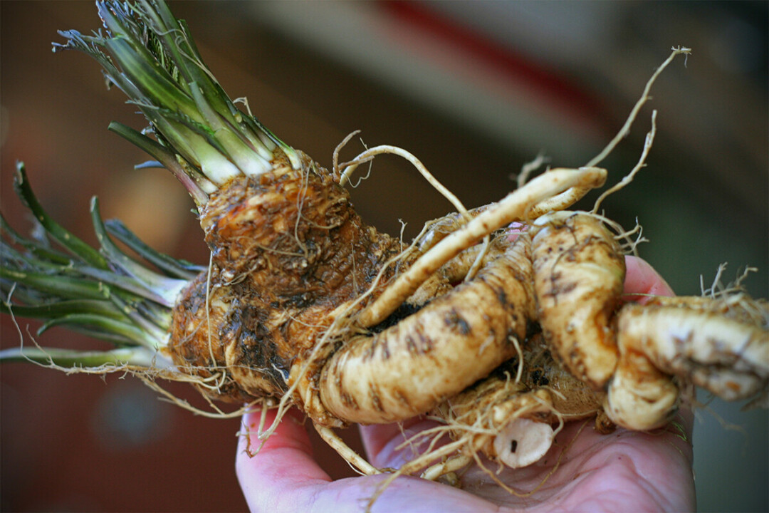 Horseradish roots in their unprocessed form. (Photo by Allison Giguere | CC)