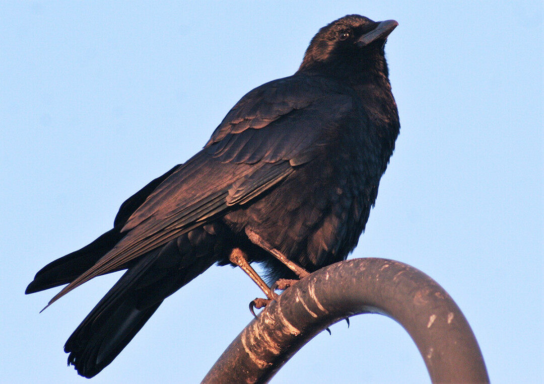 The American crow (Corvus brachyrhynchos)