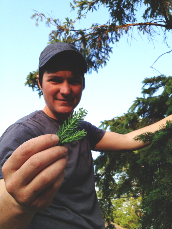 ALL SPRUCED UP. Thirsty Pagan head brewer Alyson Rolph finds some spruce tips to add a unique, distinct flavor.
