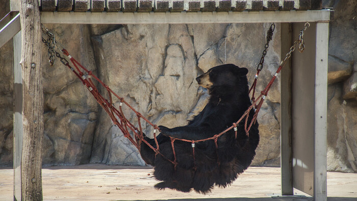 Hey, check out this bear just chillaxing at the Irvine Park Zoo. He looks laid back, but will totally hog the potato salad. 