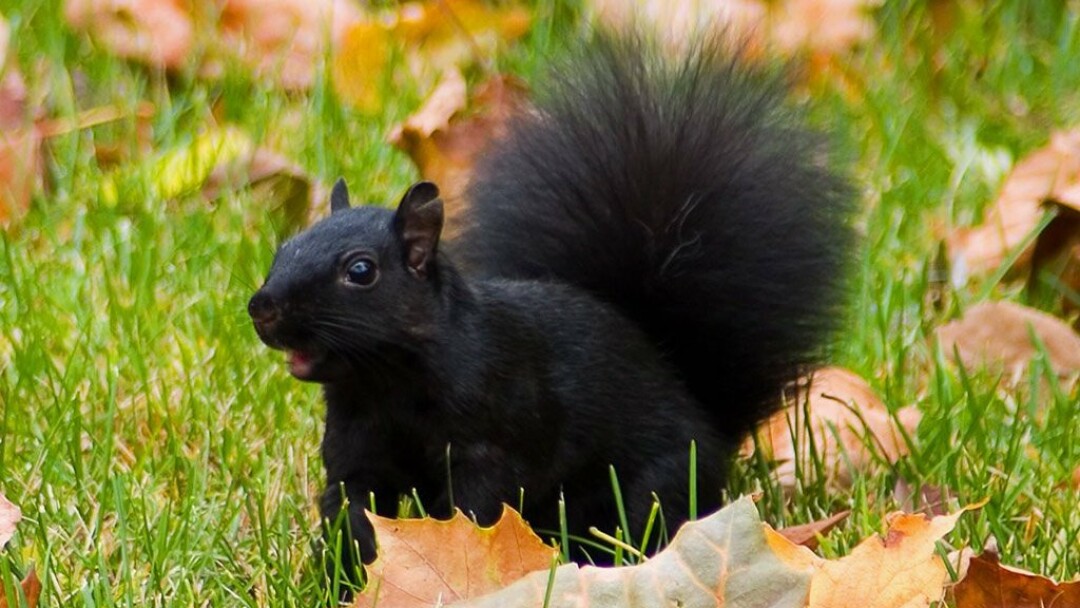 Do a bunch of black squirrels make a capital? Norwalk, Wisconsin thinks so.