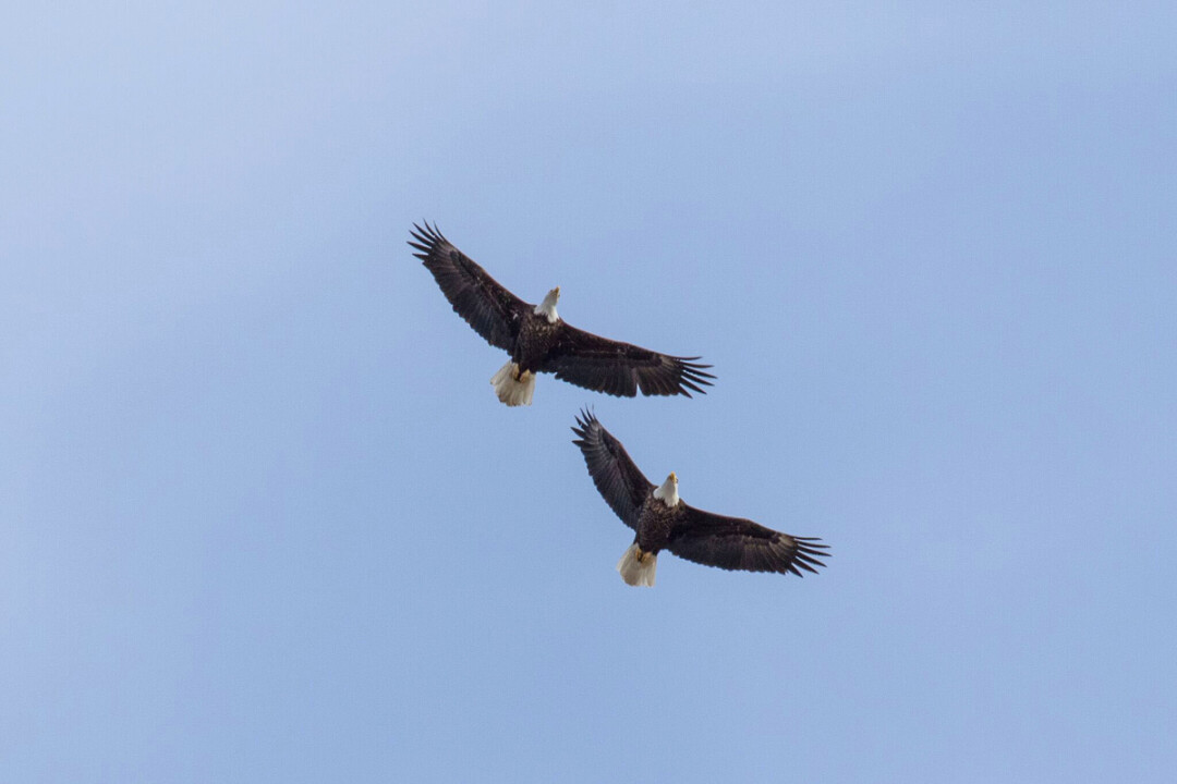 Bald eagles soar near Wabasha, Minnesota.