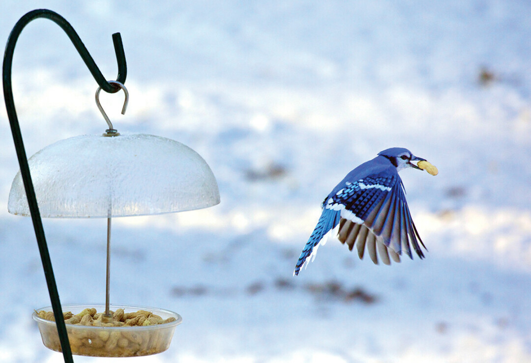 Blue jays are a common sight in the Wisconsin winter. (Elvis Kennedy / CC BY-NC-ND 2.0)