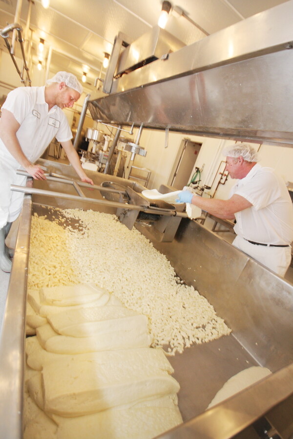 WELL, HAVEN’T YOU HEARD ABOUT THE CURD? Castle Rock Organic Farms’s cheesemakers use 150 milking cows to produce 20,000 to 25,000 pounds of dairy products each week.