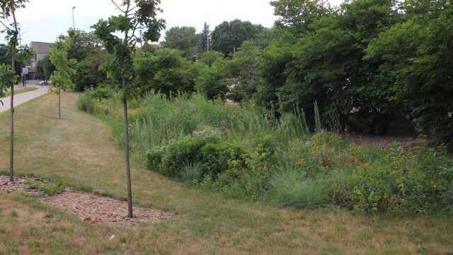 A UWEC rain garden near  Haas Fine Arts on Water Street