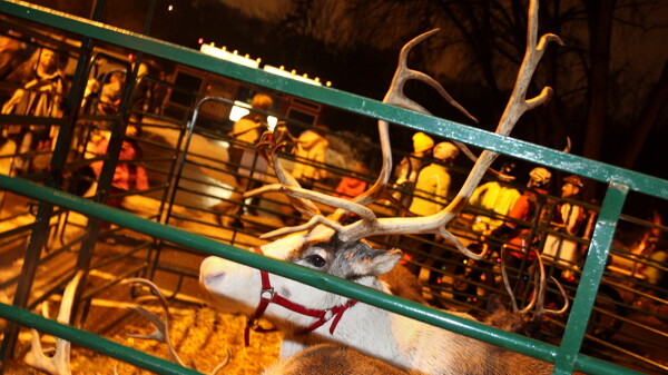 Reindeer were among the attractions outside Hobbs Ice Center after last year’s Clearwater Winter Parade. 
