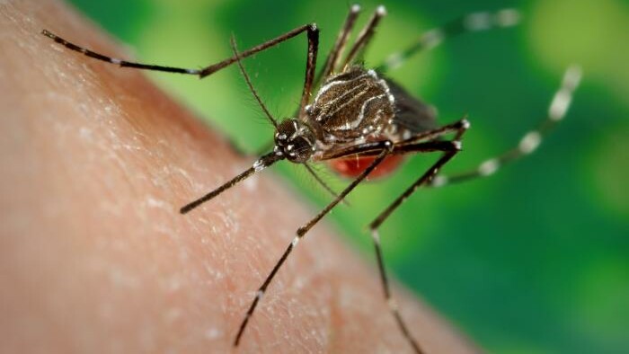 MAIN full horiz - Mosquito.jpg 2014-06-13 14:41:36
