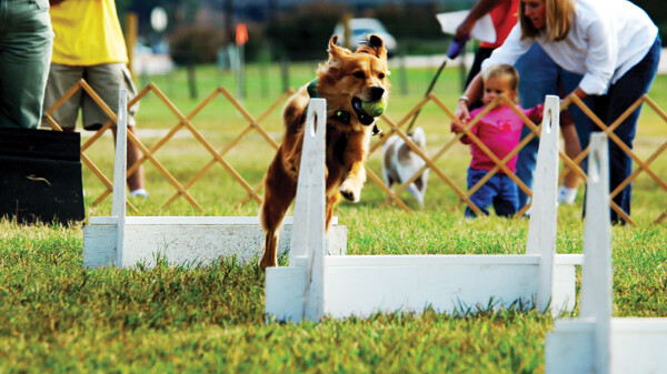 MAIN full horiz - Flyball_CMYK.jpg 2014-06-26 10:44:20