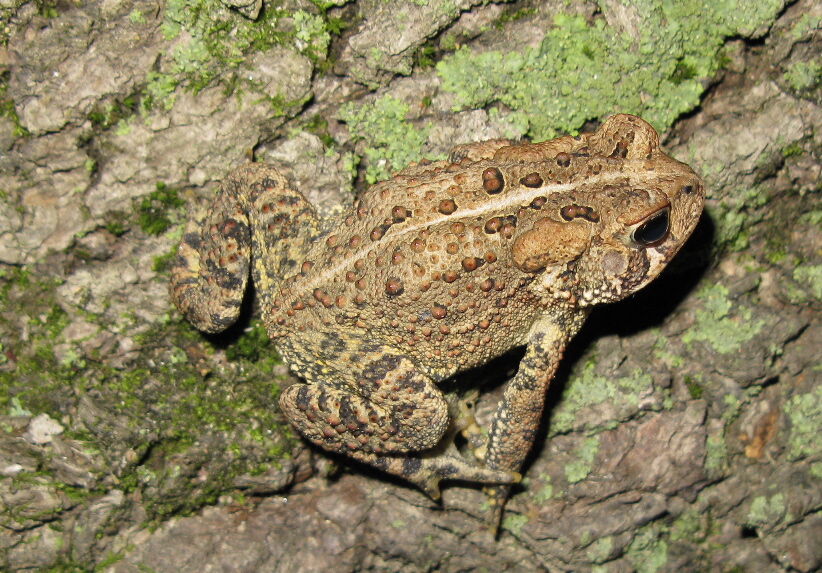 crazy toad frog