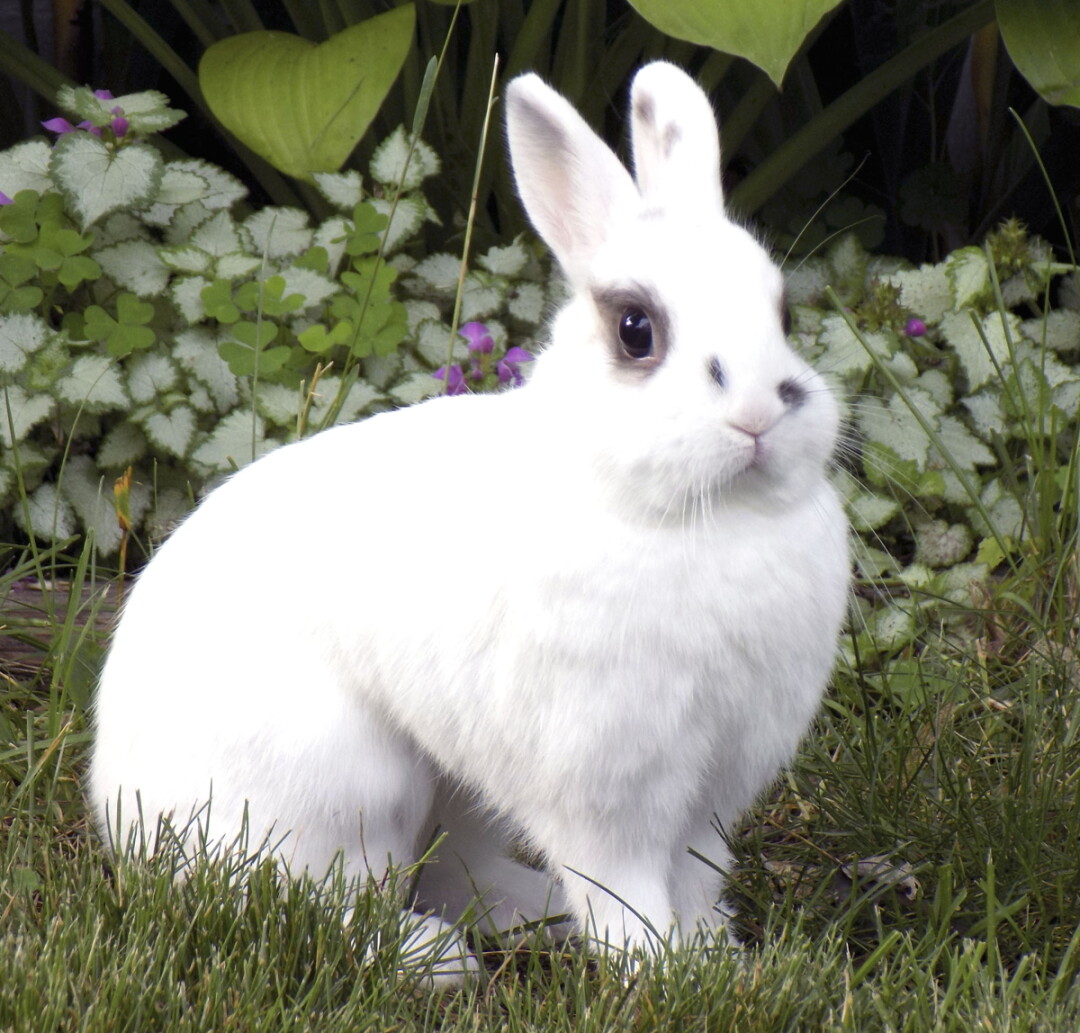 LIL’ GIRL, ONE OF HOFFMAN’S RABBITS