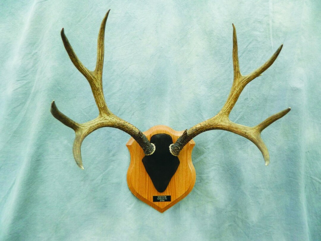 Everything from antlers to anglers.