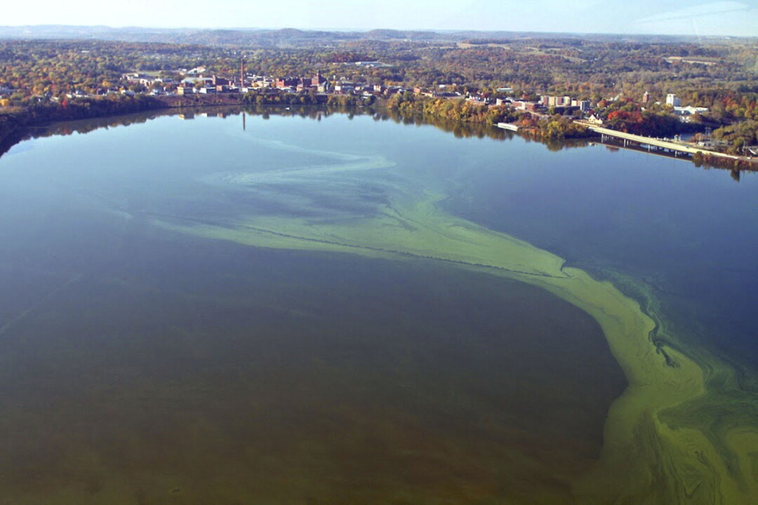 Blue-green algae flows into Lake Menomin in Menomonie
