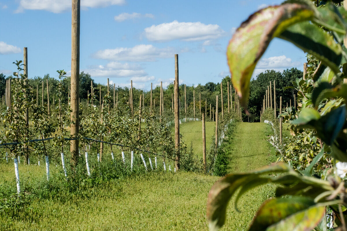 Apple Investment Chippewa Falls orchard plants thousands of