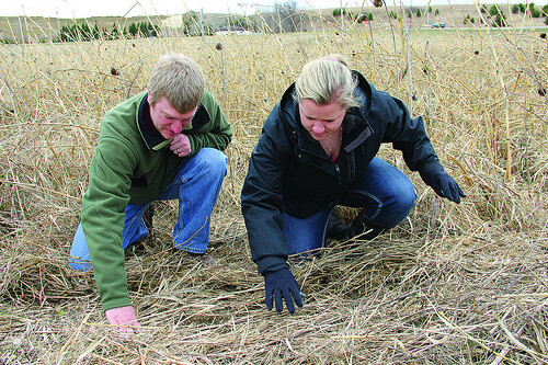 Examining the growth of cover crops used to reduce erosion at the Red Cedar Demonstration Farm in Menomonie. Credit: U.S. Department of Agriculture.