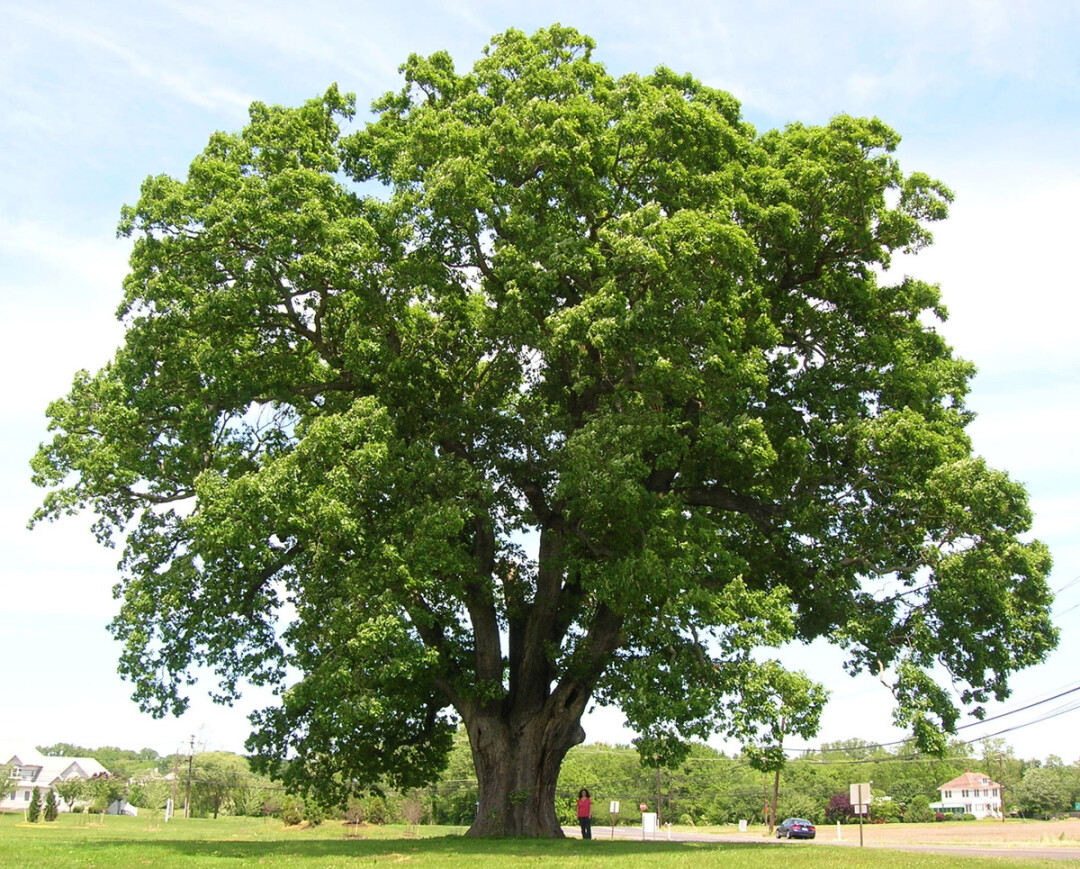 This tree is an oak tree. Image: Creative Commons