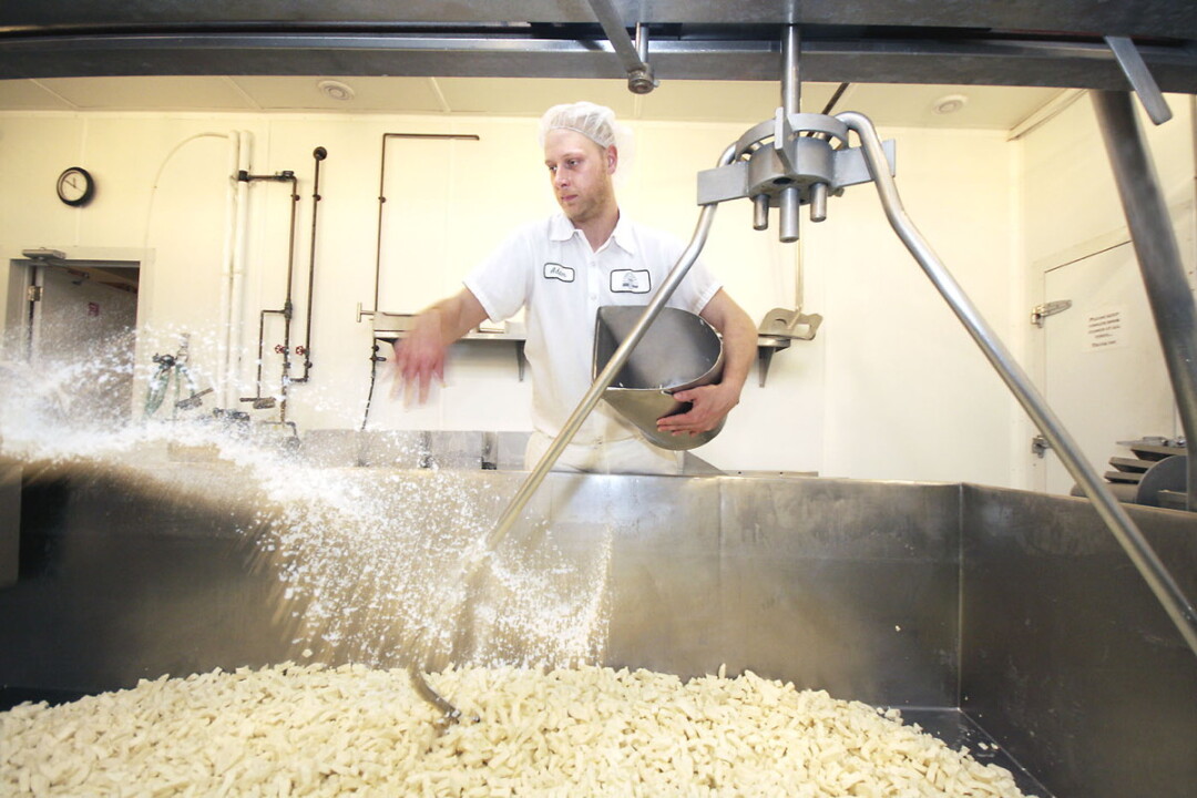 Salting curds at Castle Rock Organic Dairy in Osseo