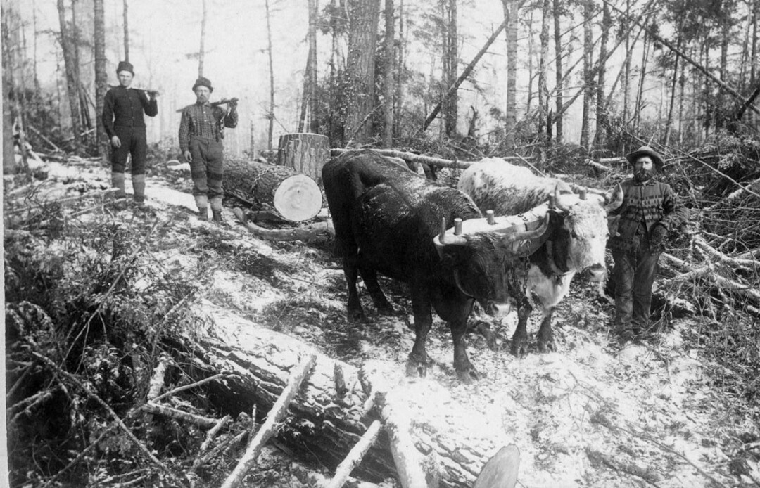 LOGGING ON. A crew skids logs out of the forest with a team of oxen in this undated photo from the book.