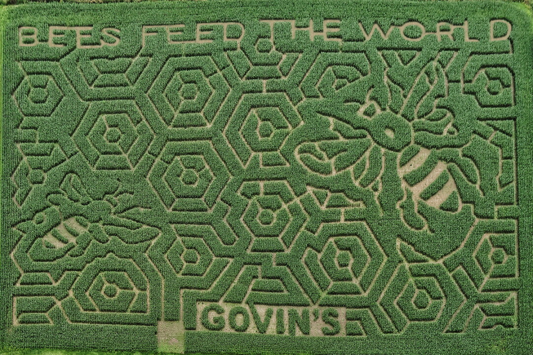 Govin’s 2017 Corn Maze