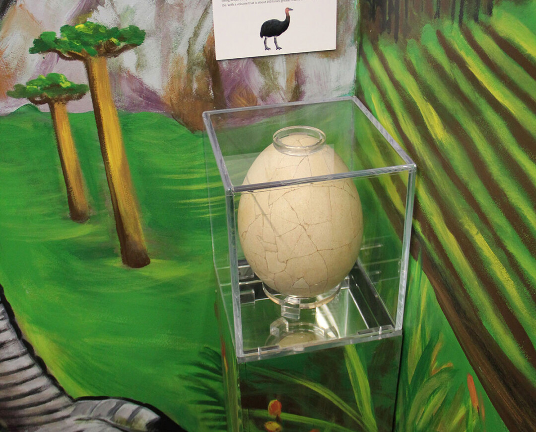 IT’S NO YOKE. The real-life, reassembled elephant bird egg.