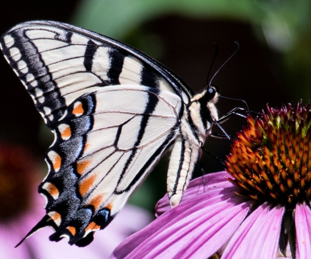 WINGING IT. On July 14, the “Eau Claire Gardens in Bloom” tour showcased nine area gardens including monarch butterfly and native plant gardens, woodland fantasy gardens, professionally landscaped gardens, and more. (Presented by the Eau Claire Garden Club)
