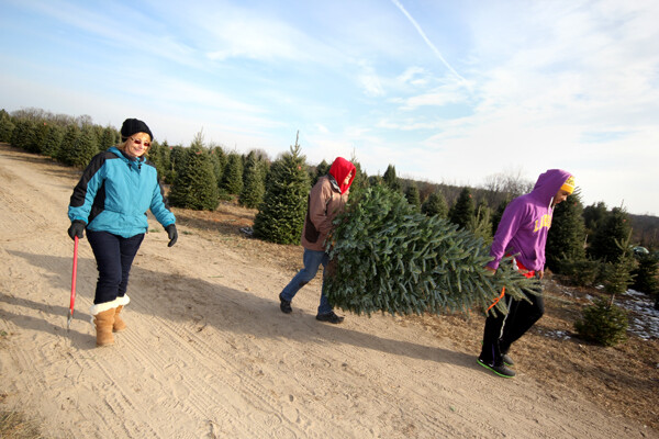 IT’S A SIGN OF THE PINES. Locals search for the perfect conifer at Lowes Creek Tree Farm south of Eau Claire.