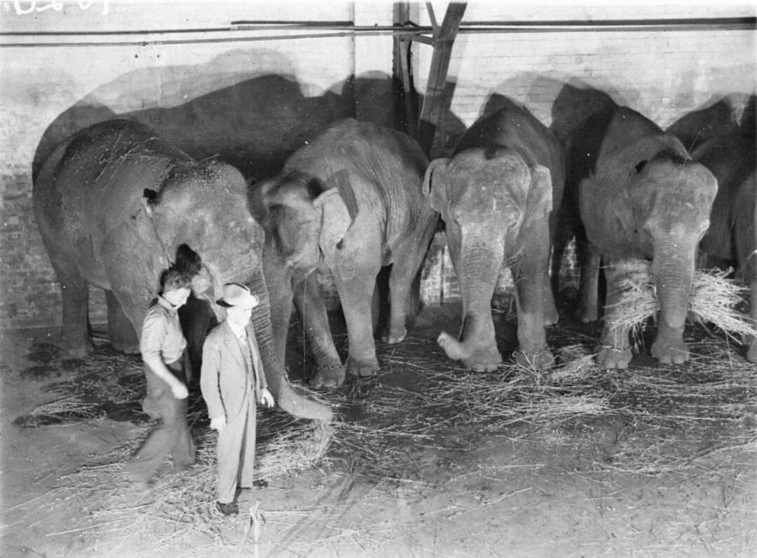 Just some random circus elephants, circa 1940.
