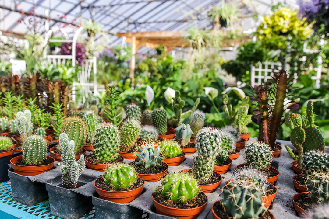 FORECAST: 70 DEGREES AND SUNSHINE. The greenhouses at May’s Floral are kept at the perfect temperature year-round for comfortable plants and cozy shoppers.