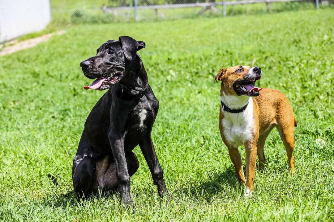 ADOPTIONS HAVE BEEN PAW-SOME. Maggic and Tulip are just two of many adorable dogs available for adoption at the Eau Claire County Humane Association. 