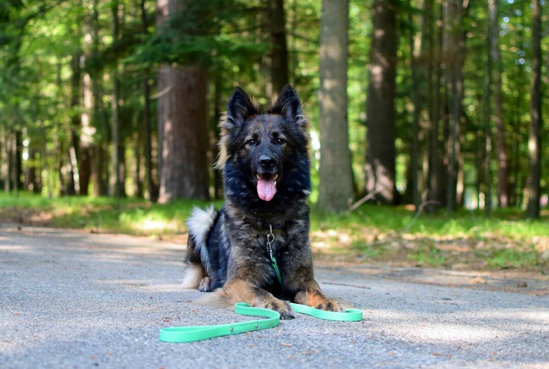 RUFF WORKOUT. “My motivation in all my dog training work is to help owners build great relationships with their dogs,” says Noelle Chaltry, who encourages dog owners to get fit alongside their puppers.