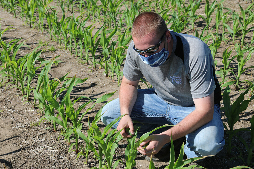 Jake Ingli, a CVTC Agronomy Management student from Plum City, now living in Ellsworth, inspects the growth of corn at a CVTC field on the east side of Menomonie earlier this summer.