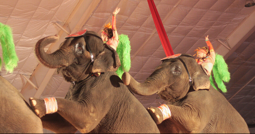 The escape of a circus elephant in Menomonie back in 2002 is one of the incidents that prompted travel website Thrillist to dub Menomonie 