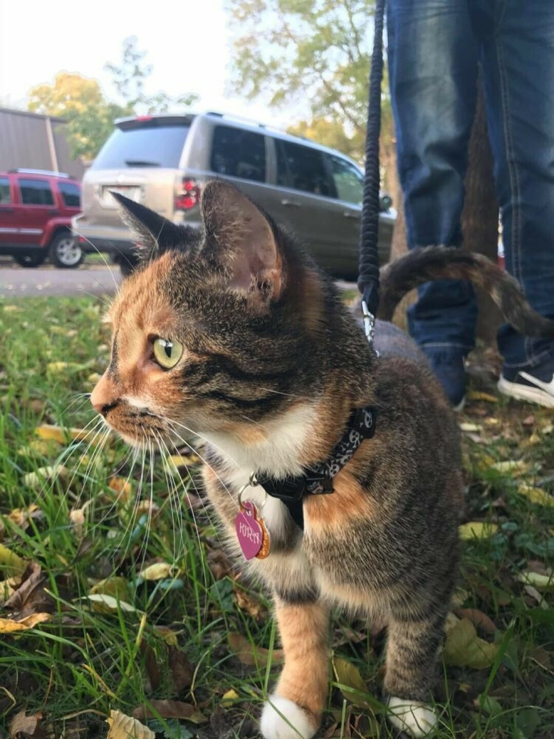 A PURRFECT STROLL. Is it just us, or does it seem like there are more and more cat-walkers ambling about? Turns out, it's a trend that's gaining traction in the Chippewa Valley, as local veterinarians say getting cats outdoors could help with their health.