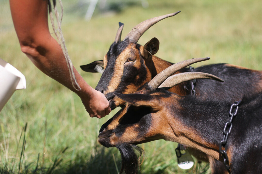 GOAT-TOBER. Erin Link raises rare San Clemente goats at her farm, EB Ranch. Because of her efforts – and the efforts of goat-lovers like her – she has raised the San Clemente goat population up from about 400 to 800. 
