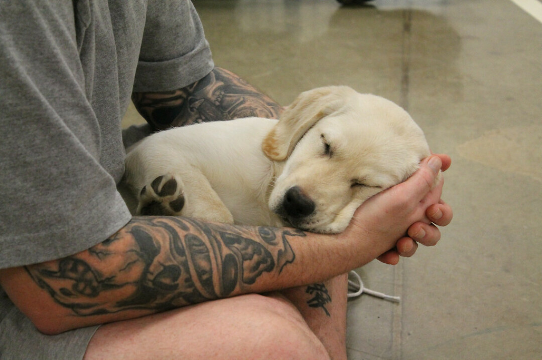 CAN DO CANINES. This non-profit works with local prisons to train assistance pups for folks with disabilities who need them – free of charge.