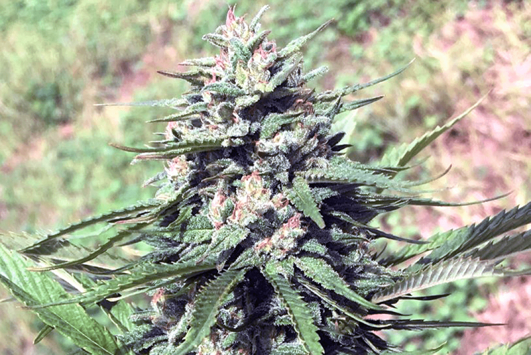 Cannabis sativa grown by Monarch Hill Hemp in western Wisconsin. (Submitted photo)