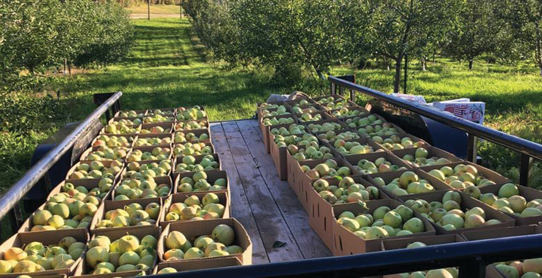 Dixon's Apple Orchard's signature Champagne apples