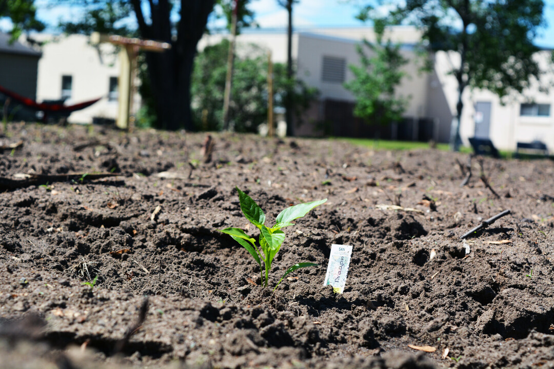 GROWING FORWARD. This lonely leafy green is just the start of a robust new community garden in Altoona, which began this May