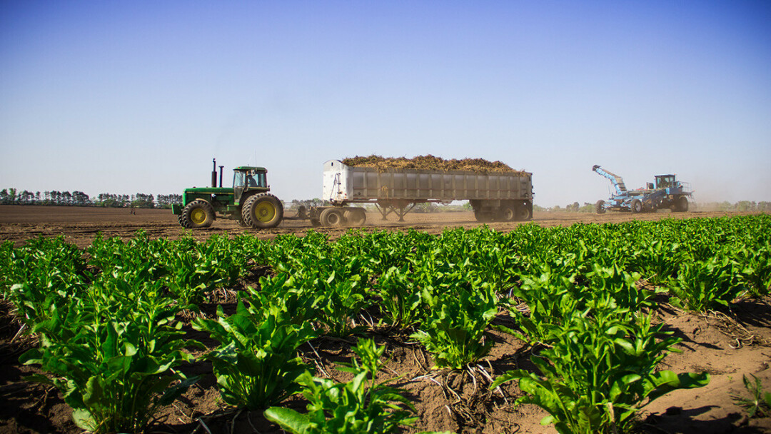 not horsing around Huntsinger Farms is the largest grower and processor of horseradish in the world.