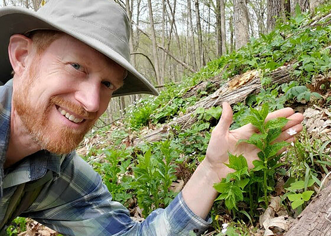 RARE FIND. DNR Conservation Biologist Ryan O’Connor discovered Hybanthus concolor, last documented in Wisconsin 1958.