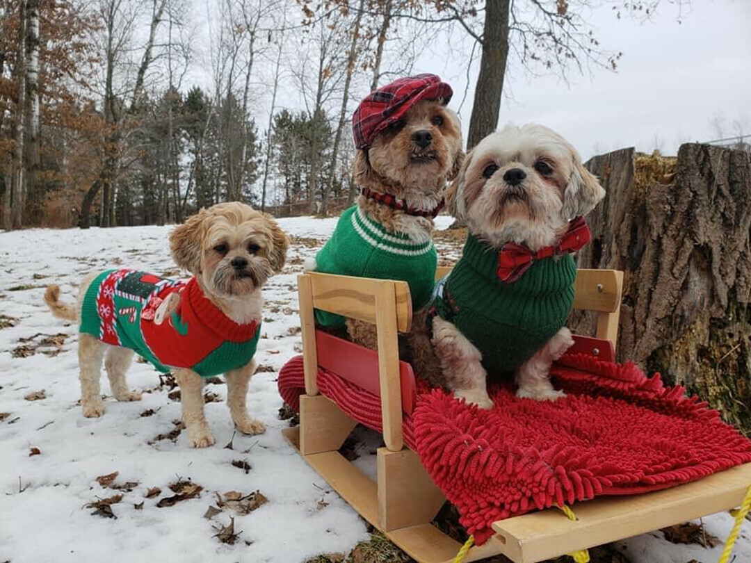 DRESSED FOR THE SEASON. Bob's House for Dogs provides a home for senior puppers like these. (Photo via Facebook)