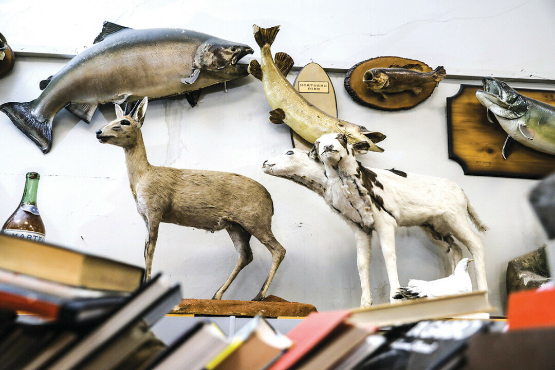 Among the taxidermy oddities: plenty of fish and a two-headed calf.